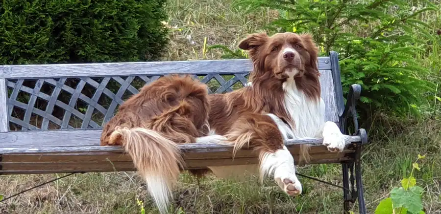 Hund willkommen