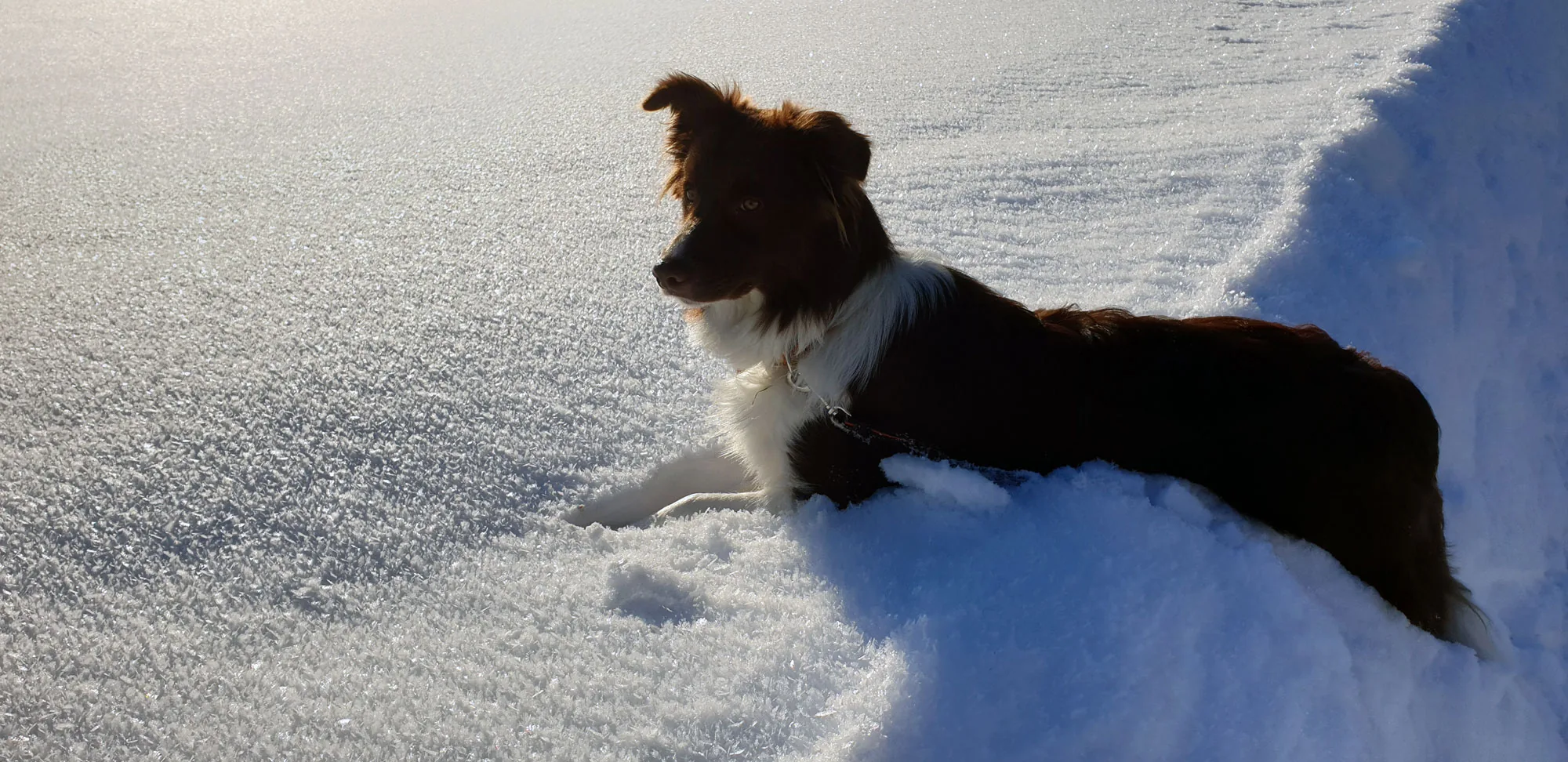 Urlaub mit Hund im Almdorf im Winkl – eingezäunter Garten & Winterwiese