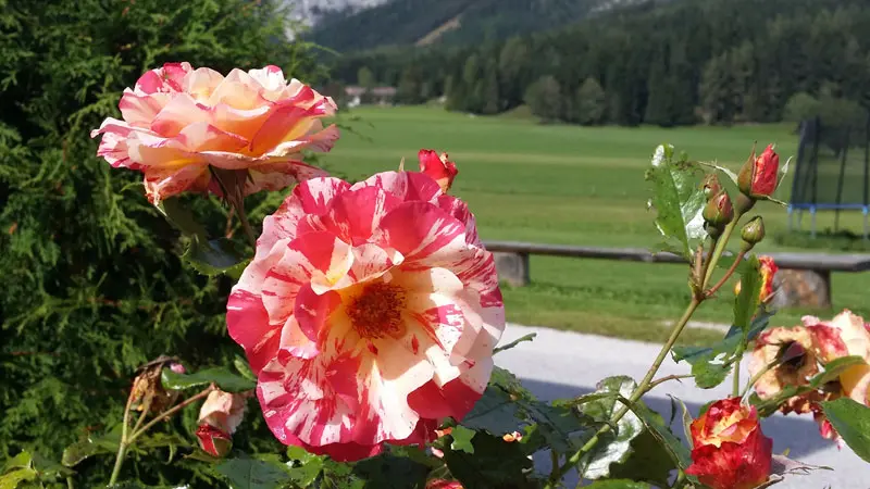 Frühherbst im Almdorf – warme Farben
